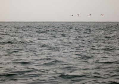 Vol de flamants sur la mer ©LesAteliersPIXEL