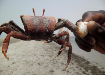 Photo d'un crabe sur l'île de Nair ©LesAteliersPIXEL