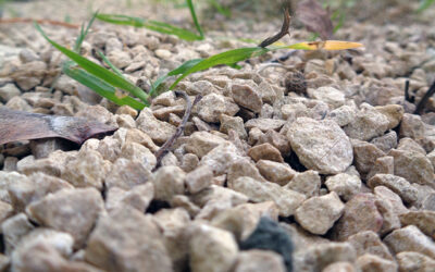 La soupe aux cailloux