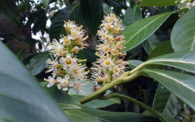 Deux petits sapins ?