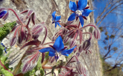 Colonie de bourrache