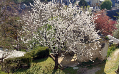 L&rsquo;arbre du Paradis