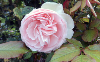 Le parfum des roses