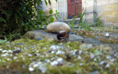 Mini chemin, grand monde