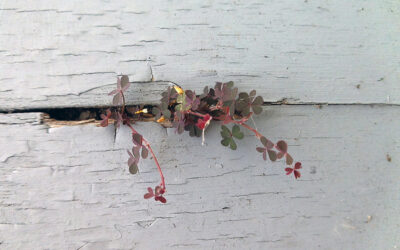 Le bois fleuri